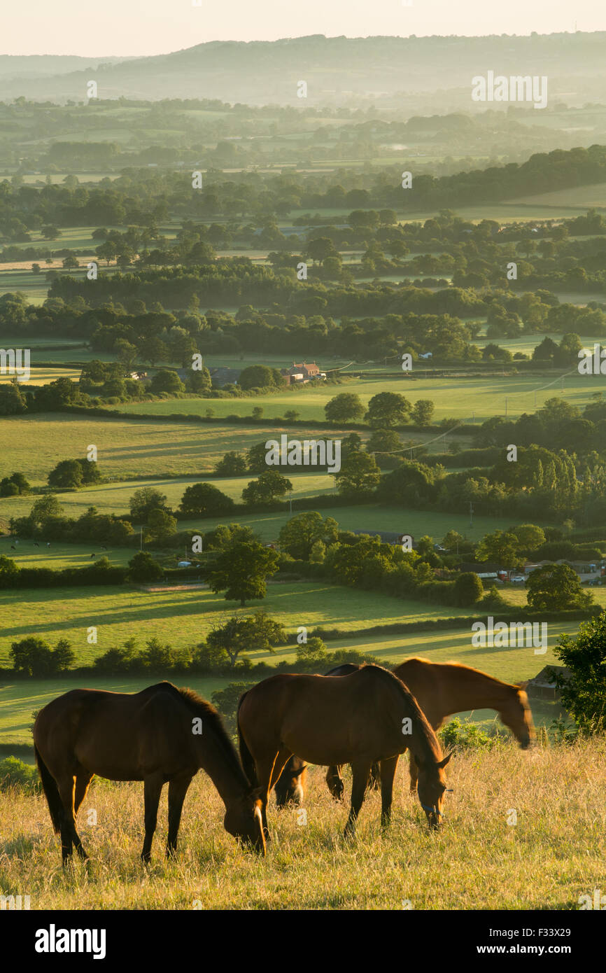 Cavalli sulla collina Bulbarrow all'alba, Dorset, England, Regno Unito Foto Stock Cavalli sulla collina Bulbarrow all'alba, Dorset, England, Regno Unito Foto Stock