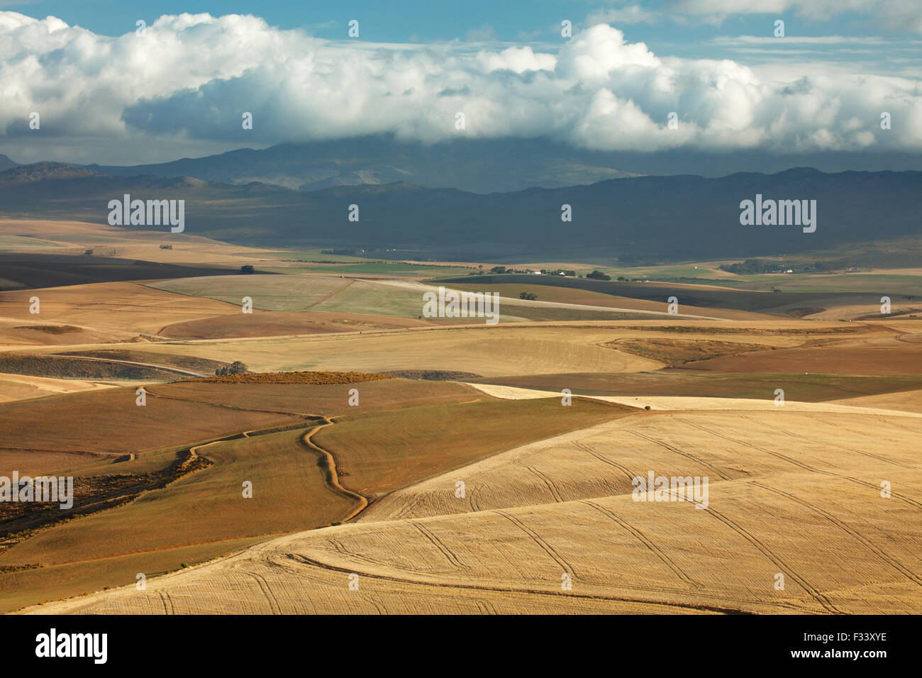 Terreni agricoli di laminazione nella regione di Overberg vicino Villiersdorp, Western Cape, Sud Africa Foto Stock