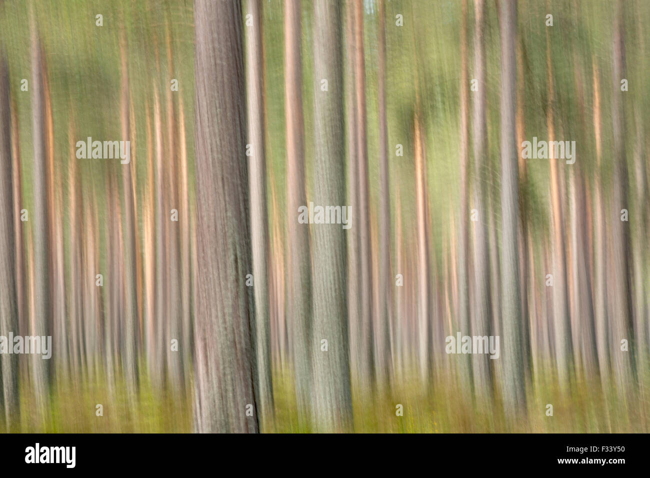 Alberi di pino sulla Balmoral station wagon, Deeside, Aberdeenshire, Scotland, Regno Unito Foto Stock