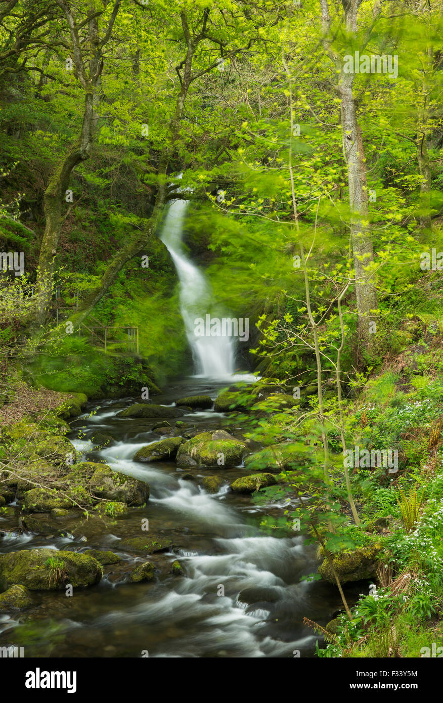 Dolgoch Falls, Gwynedd, Wales, Regno Unito Foto Stock