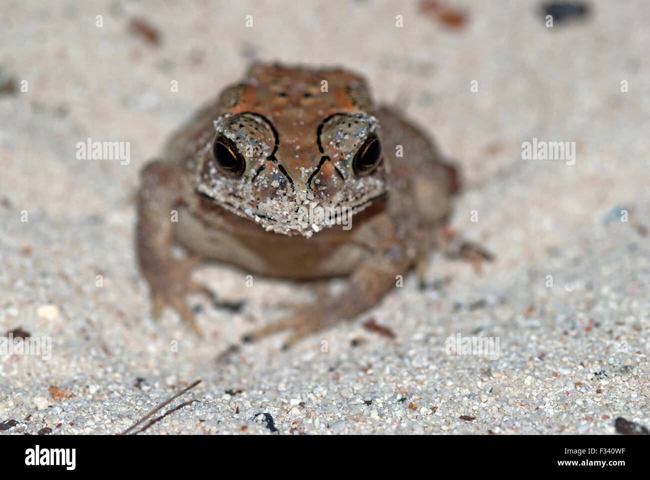 L'immagine di rospo comune ( Bufo Bufo ) in Karavatti isola, delle Laccadive, India Foto Stock