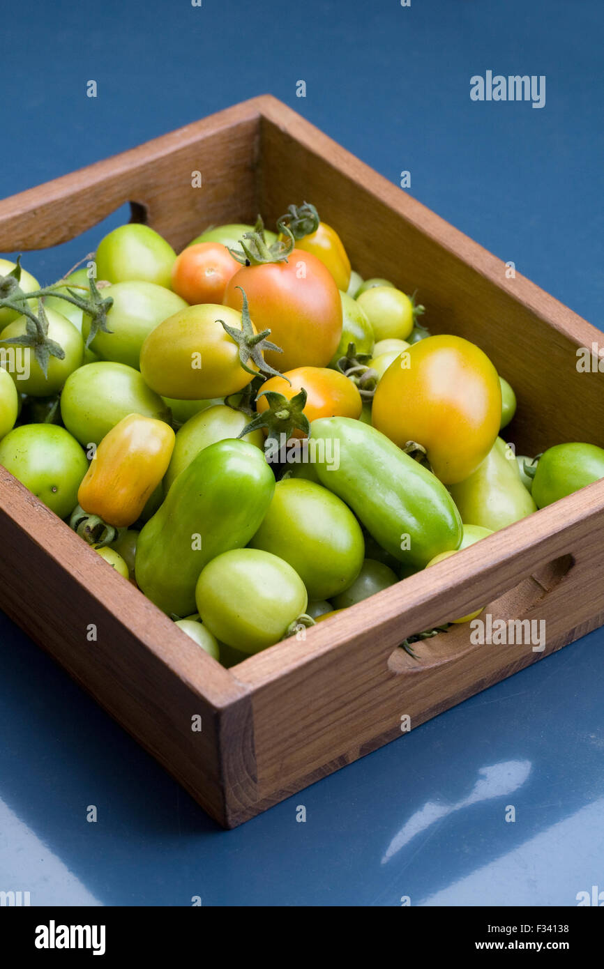 Lycopersicon esculentum. Acerbi pomodori verdi a fine estate in un vassoio di legno Foto Stock