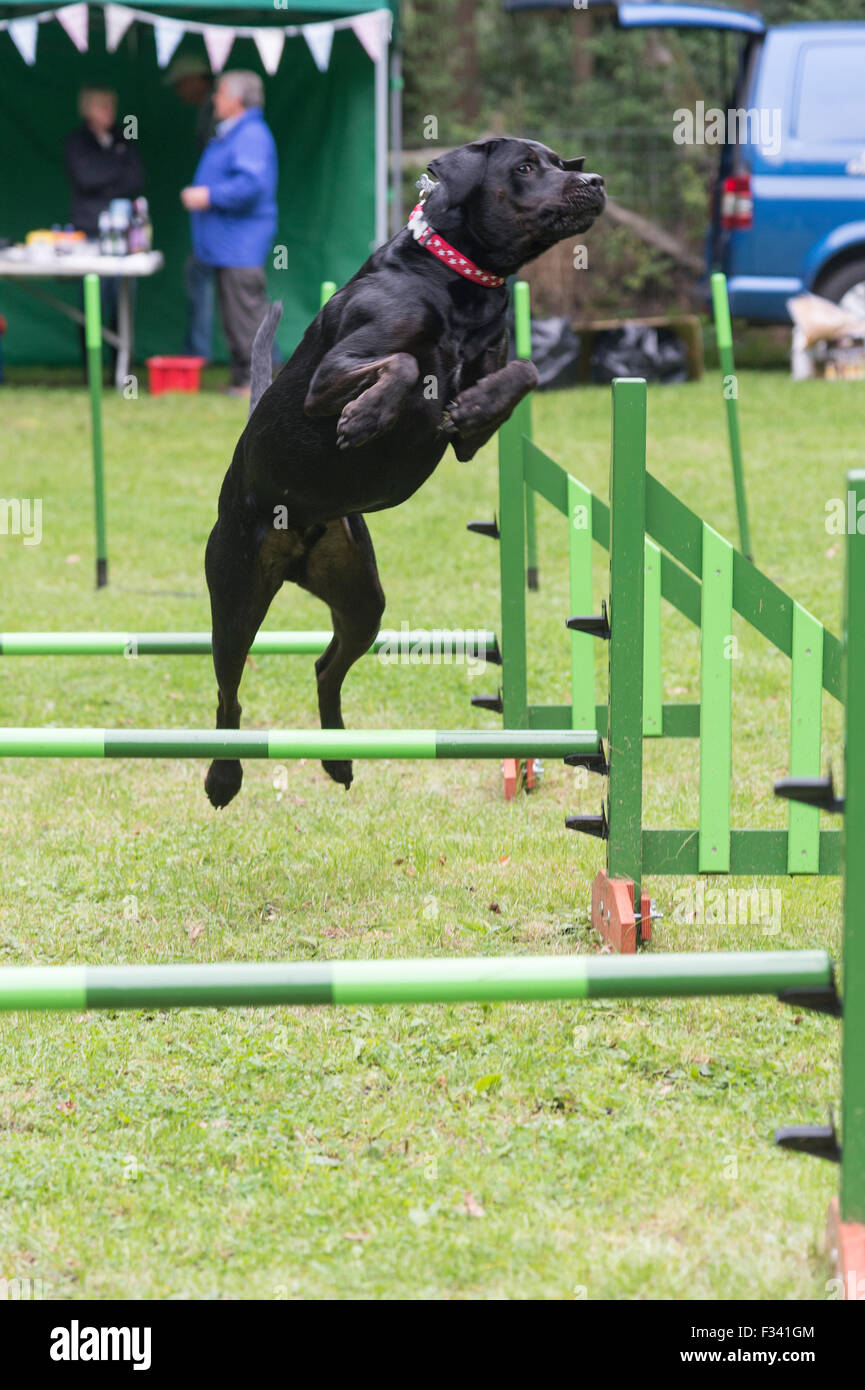 Una razza mista cane jumping durante il canino allenamento per l'agilità. Foto Stock