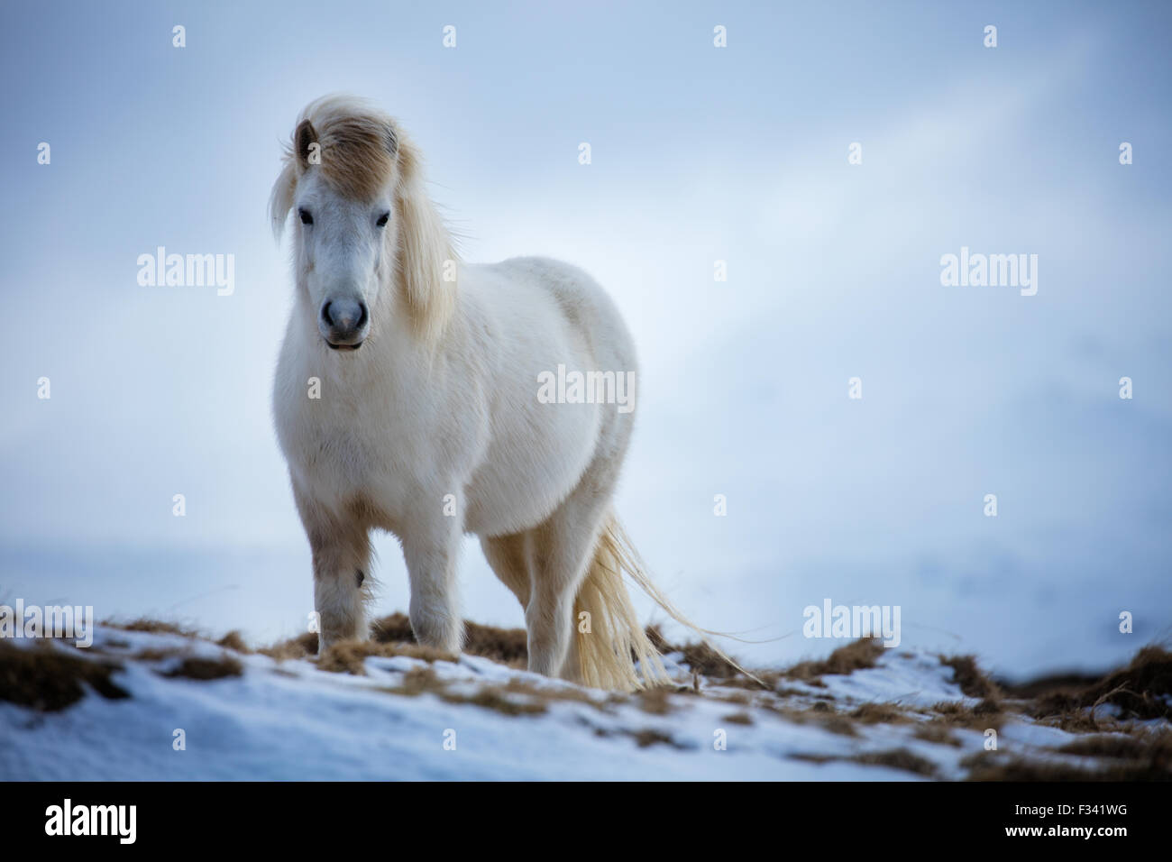 Un cavallo nr Helgafell, Penisola Snaefellsness, Islanda Foto Stock