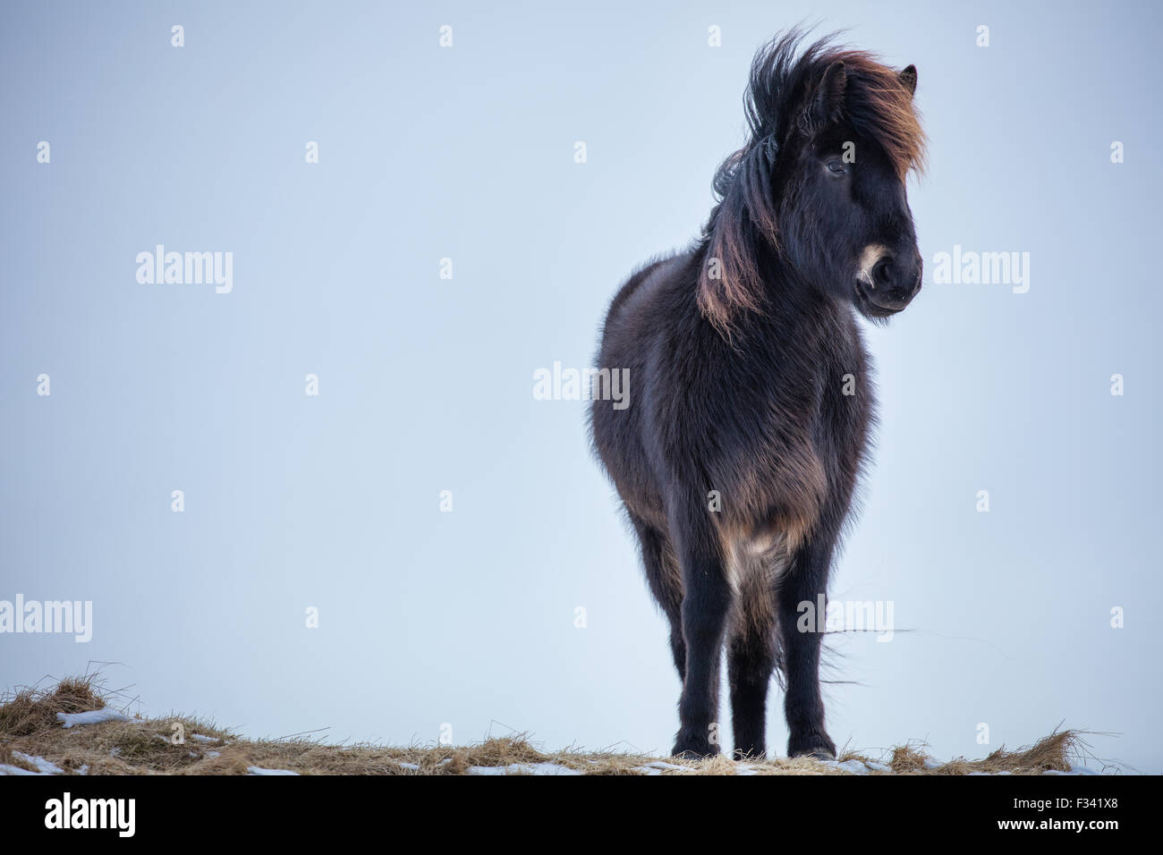 Un cavallo nr Helgafell, Penisola Snaefellsness, Icelnd Foto Stock
