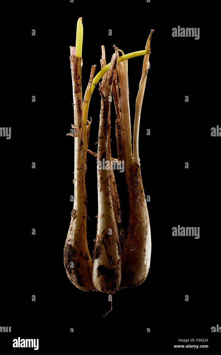 Carne isolato di scalogni sul puro sfondo nero Foto Stock