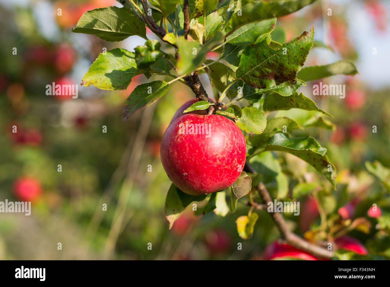 Una mela rossa pronte per la raccolta si blocca su un albero in una giornata di sole. Ian Hinchliffe / ianrichardhinchliffe.co.uk Foto Stock