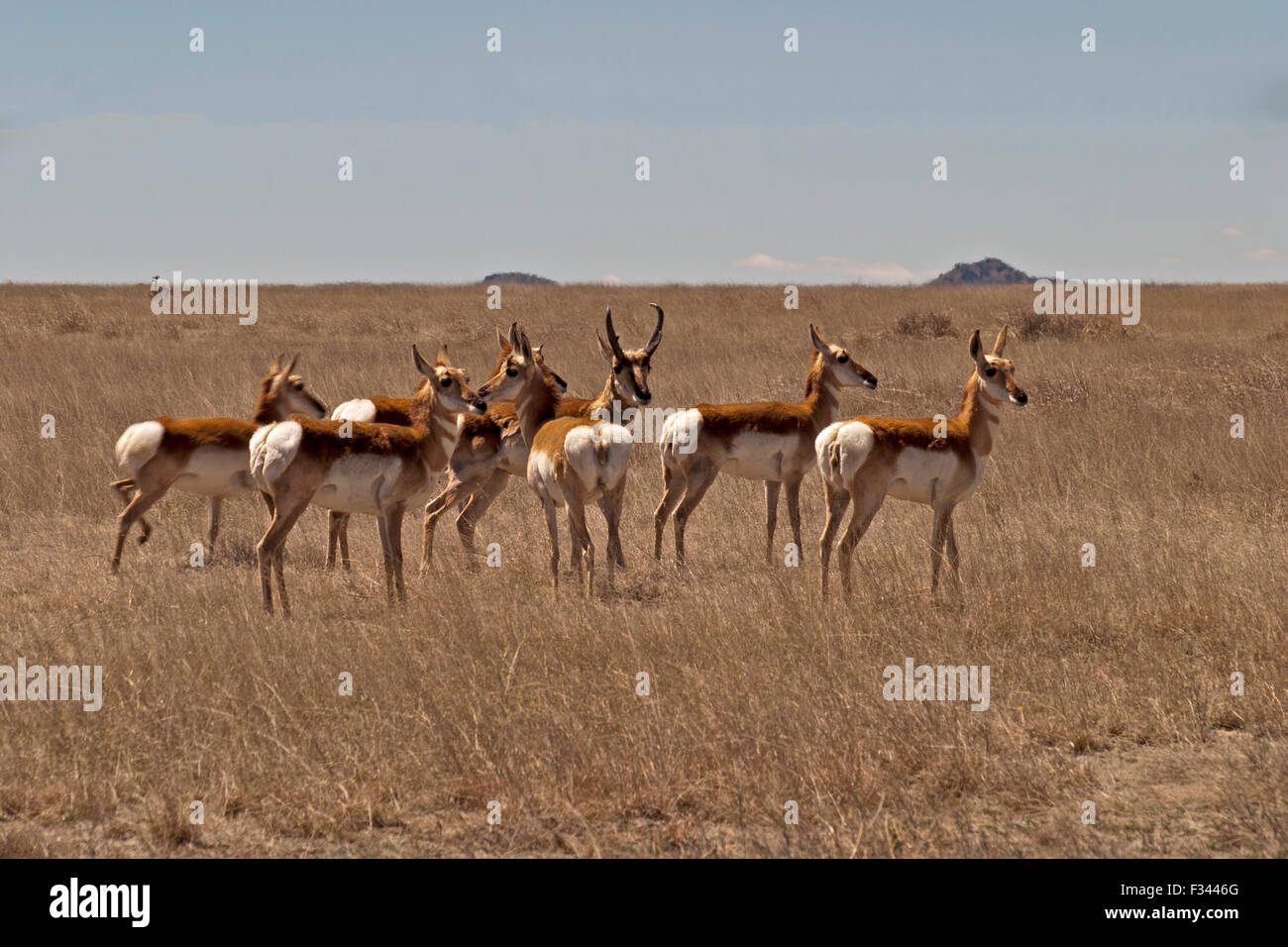 Antelope sulle praterie a sud di Fort Davis, Texas. Foto Stock