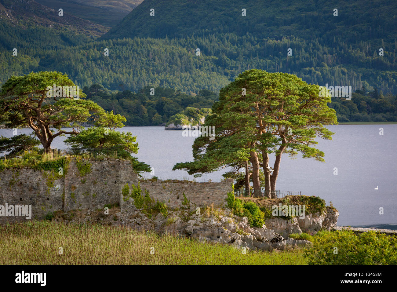 McCarthy Mor Castello (b. Xii secolo), lungo il Lough Leane vicino a Killarney, nella contea di Kerry, Irlanda Foto Stock