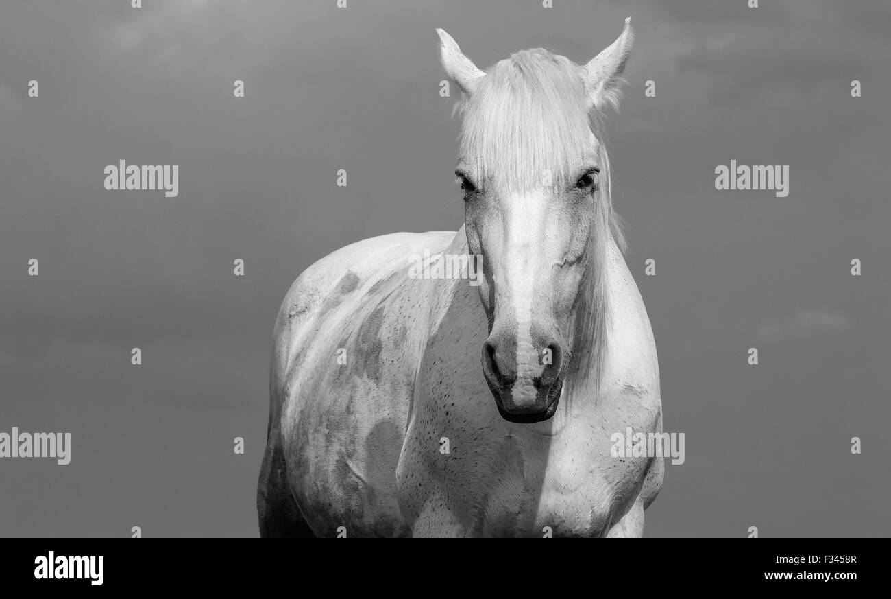 Bianco e nero ritratto di un cavallo bianco all'esterno. Foto Stock
