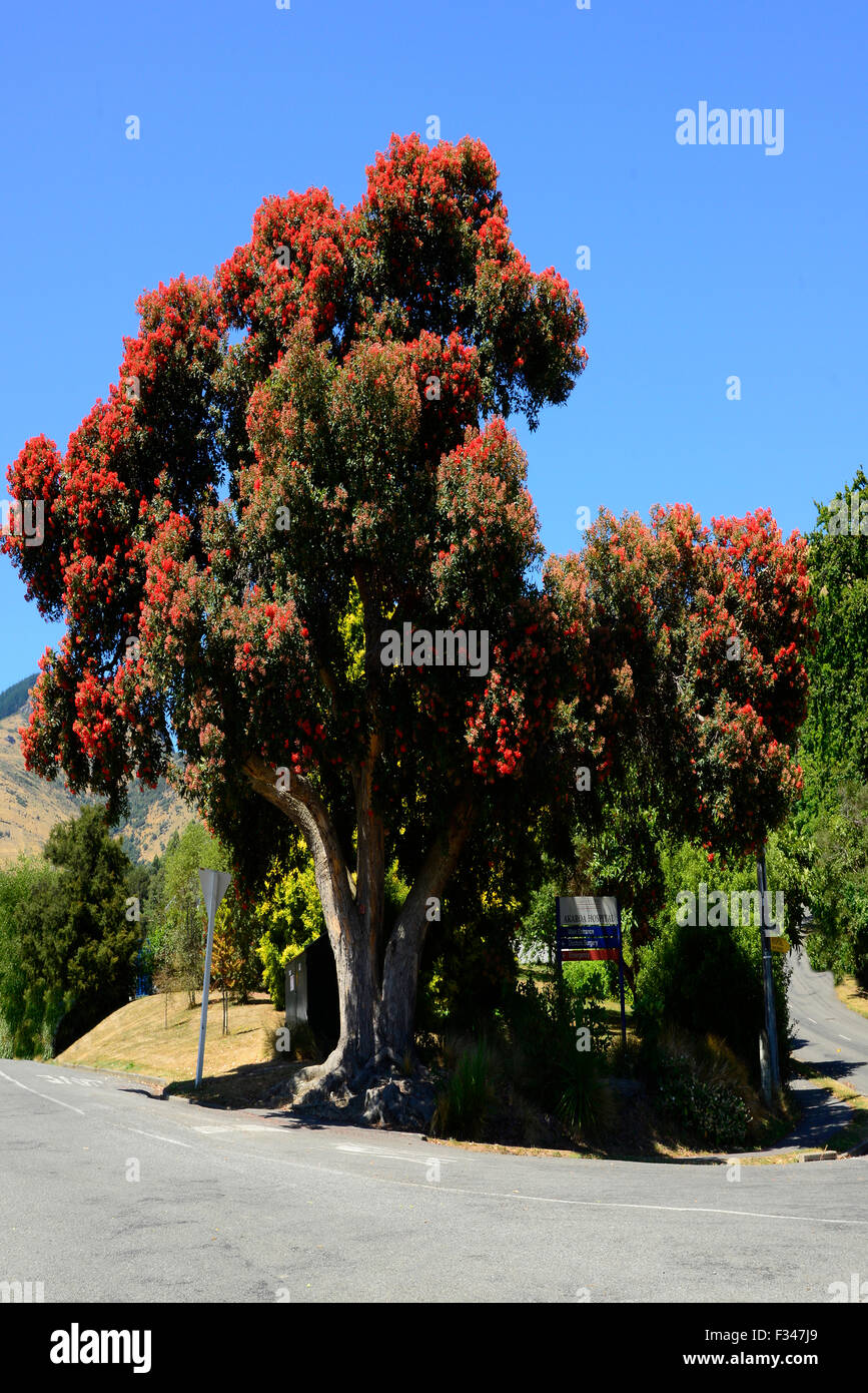 Rosso albero di Natale Akaroa Nuova Zelanda NZ banche penisola a sud dell'isola la regione di Canterbury Foto Stock