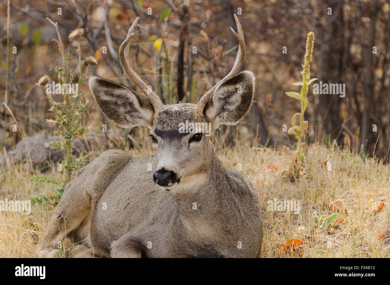 Mule Deer (Odocoileus hemionus) buck, National Bison Range presso Moiese Montana. Un rifugio della fauna selvatica. Foto Stock