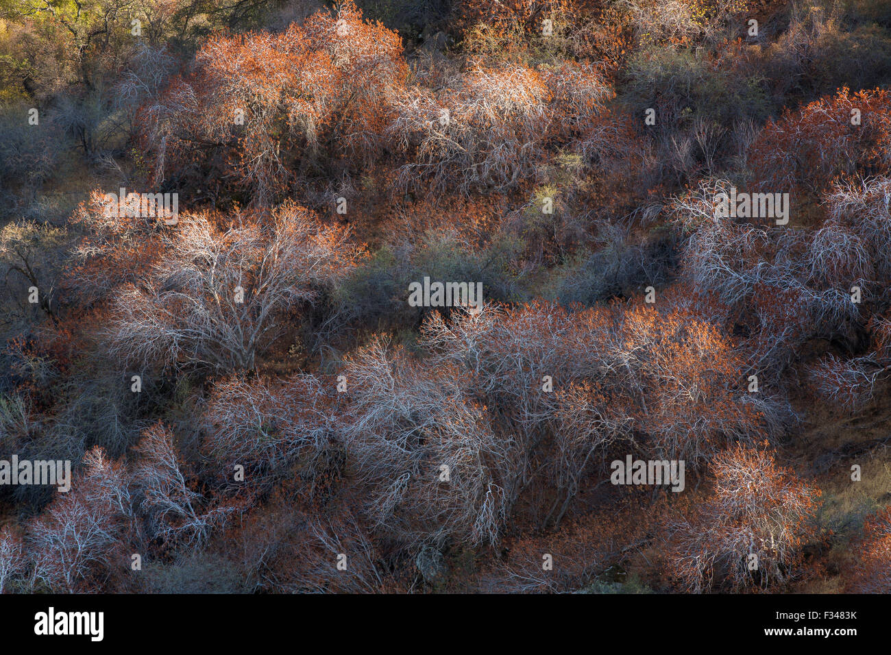 Buckeye alberi cattura il tardo pomeriggio di luce, Sequoia National Park, California, Stati Uniti d'America Foto Stock