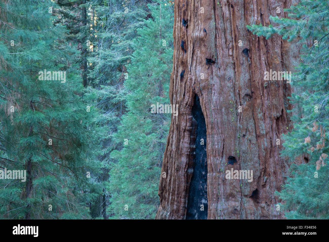 Sherman Tree, il più grande albero del mondo, nel Parco Nazionale di Sequoia, CALIFORNIA, STATI UNITI D'AMERICA Foto Stock