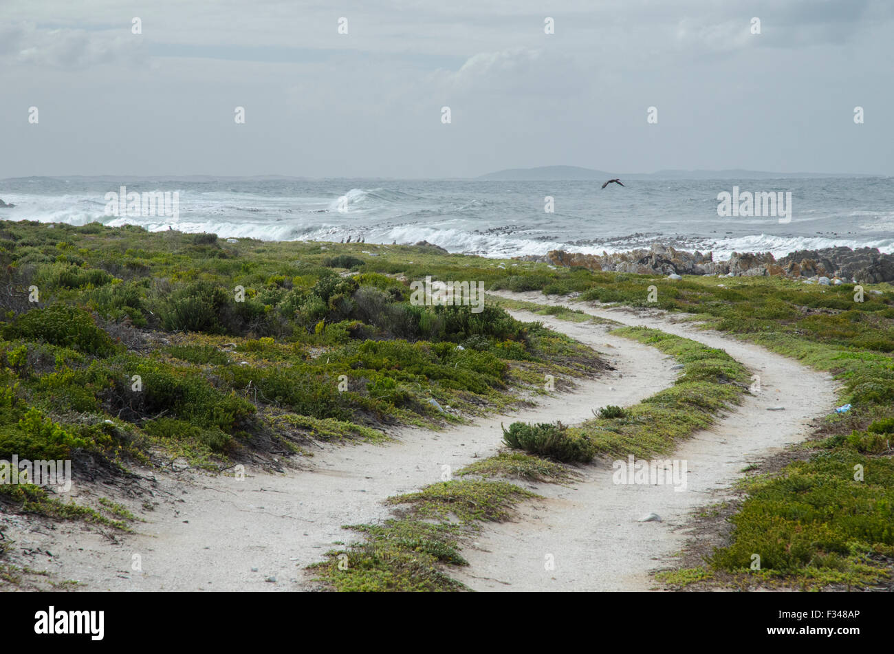 Le vie e seagull al punto di concio vicino a Gansbaai, Sud Africa Foto Stock