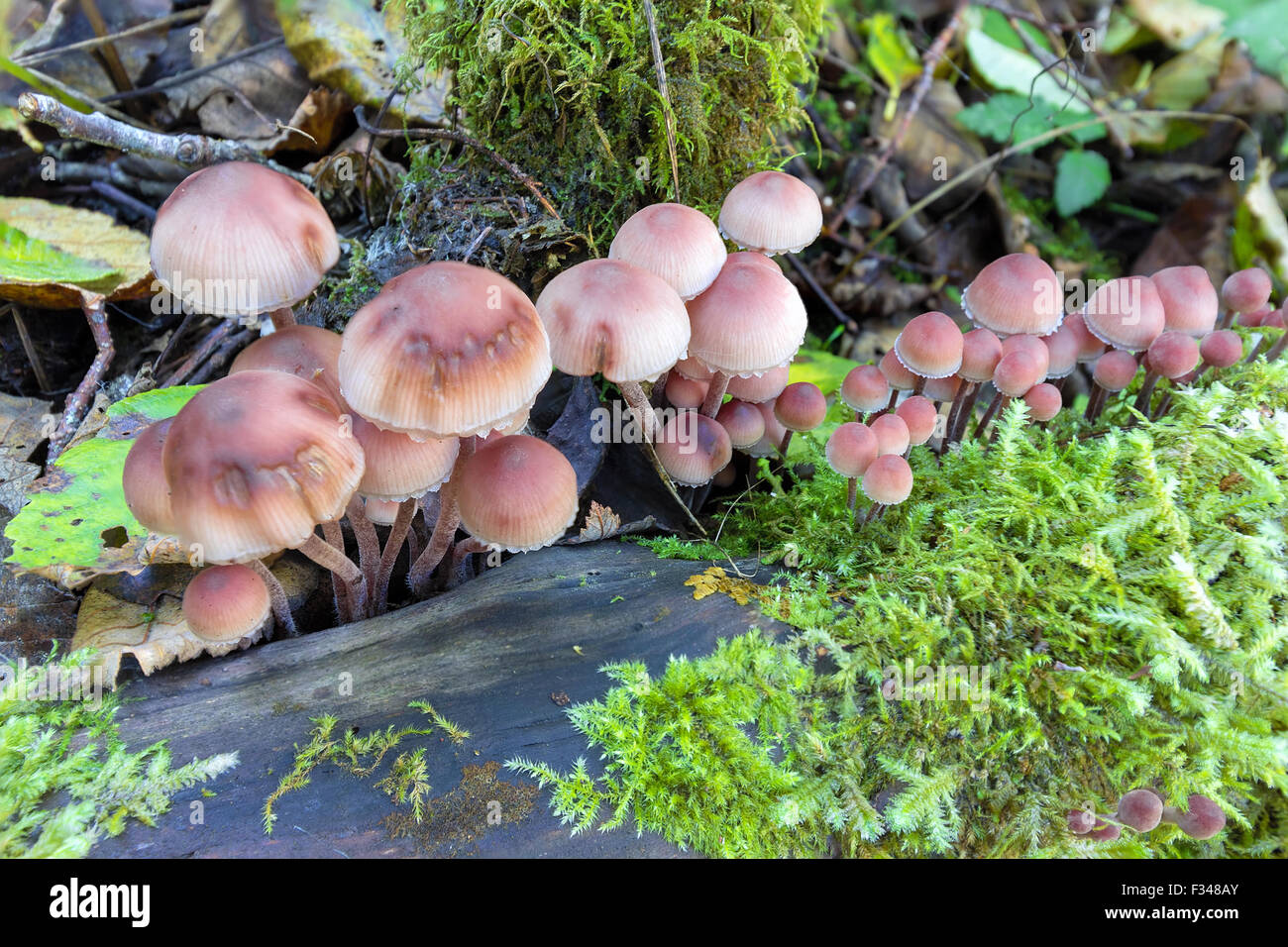 I funghi che crescono su di un registro tra il verde di MOSS nel nord-ovest del Pacifico foresta in caduta stagione Closeup Macro Foto Stock