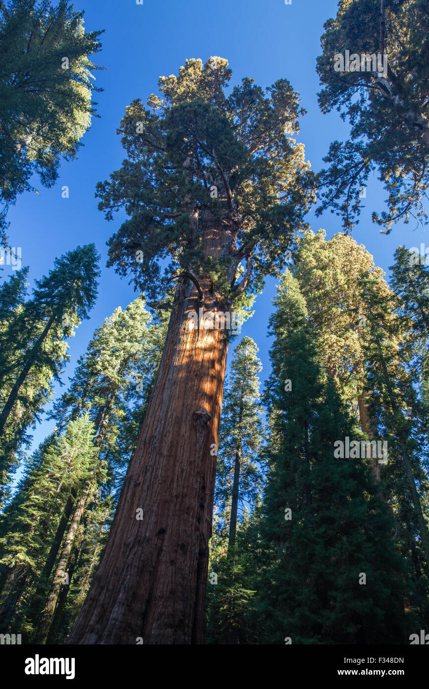 Sherman Tree, il più grande albero del mondo, nel Parco Nazionale di Sequoia, CALIFORNIA, STATI UNITI D'AMERICA Foto Stock