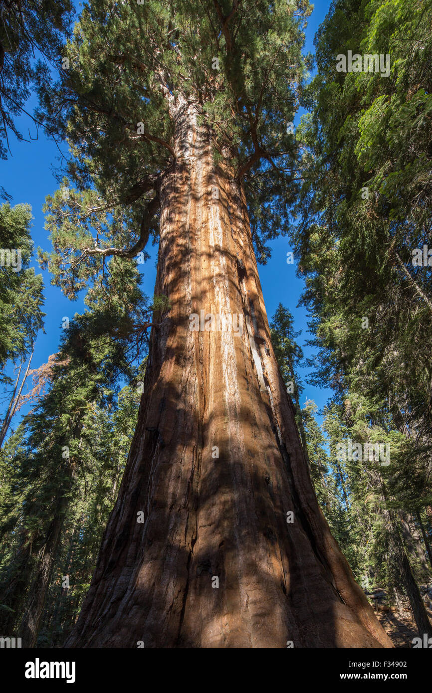Il Presidente Tree, Congress Trail, uno dei giganteschi alberi di sequoia in Sequoia National Park, California, Stati Uniti d'America Foto Stock