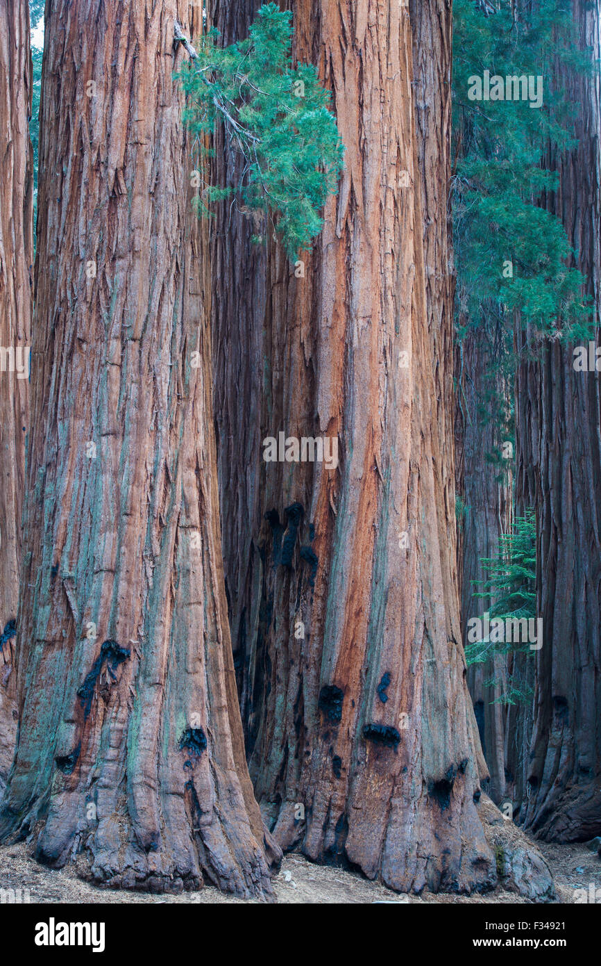 La casa Gruppo di sequoia gigante alberi sul Congresso Trail, Sequoia National Park, California, Stati Uniti d'America Foto Stock