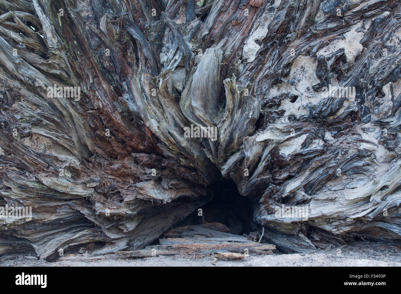 Radici di albero, Crescent Meadow, Sequoia National Park, California, Stati Uniti d'America Foto Stock