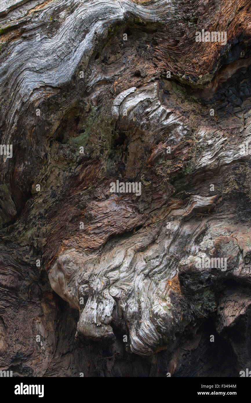 Texture in corteccia di albero di camino, una sequoia gigante, Crescent Meadow, Sequoia National Park, California, Stati Uniti d'America Foto Stock