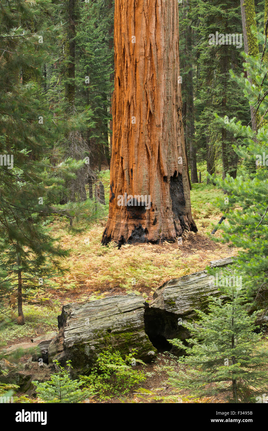 Vicino al prato di registro, Sequoia National Park, California, Stati Uniti d'America Foto Stock