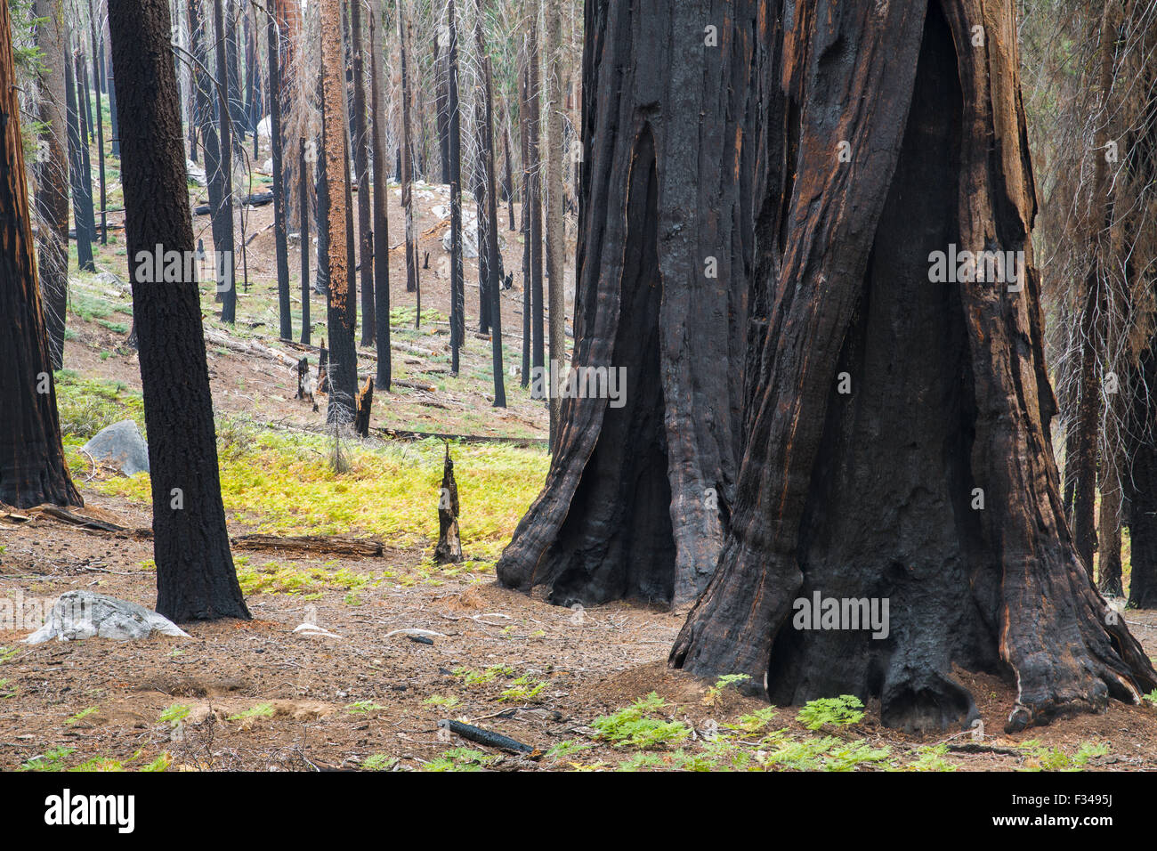 Alberi danneggiati da incendi forestali nr Crescent Meadow, Sequoia National Park, California, Stati Uniti d'America Foto Stock