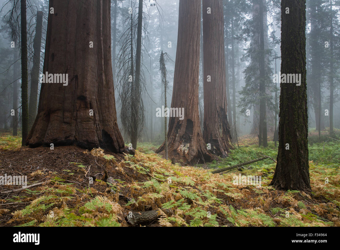 La nebbia tra i giganteschi alberi di sequoia su Orso Hill Trail, Sequoia National Park, California, Stati Uniti d'America Foto Stock