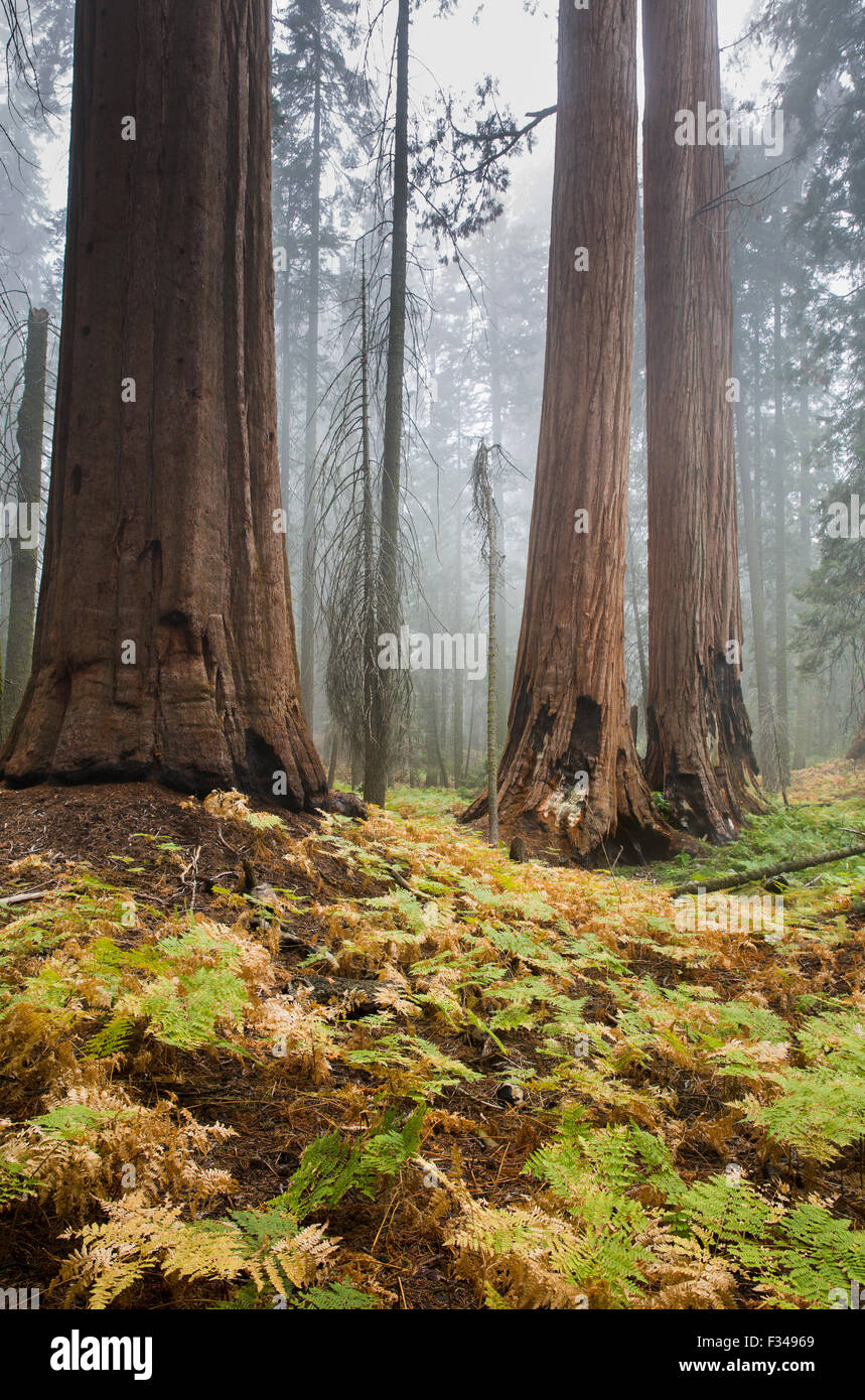 La nebbia tra i giganteschi alberi di sequoia su Orso Hill Trail, Sequoia National Park, California, Stati Uniti d'America Foto Stock