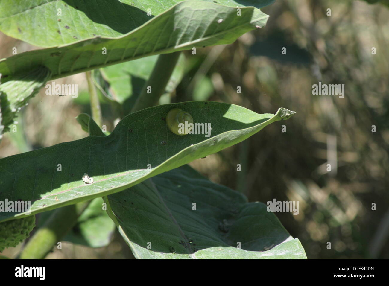 Lumache, sulle foglie di una pianta milkweed Foto Stock