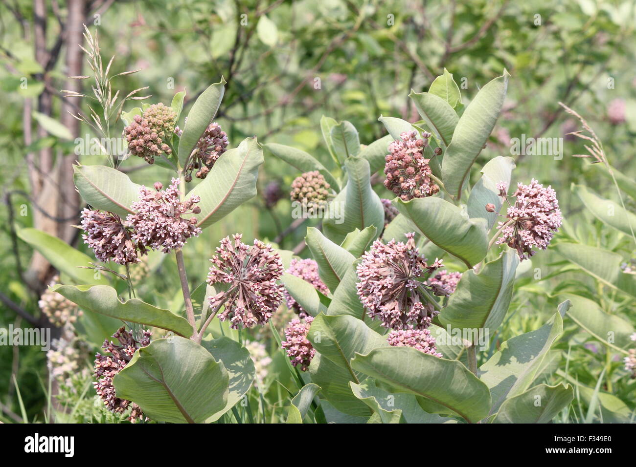 Fioritura milkweed impianto. Milkweed i fiori sbocciano da giugno ad agosto Foto Stock
