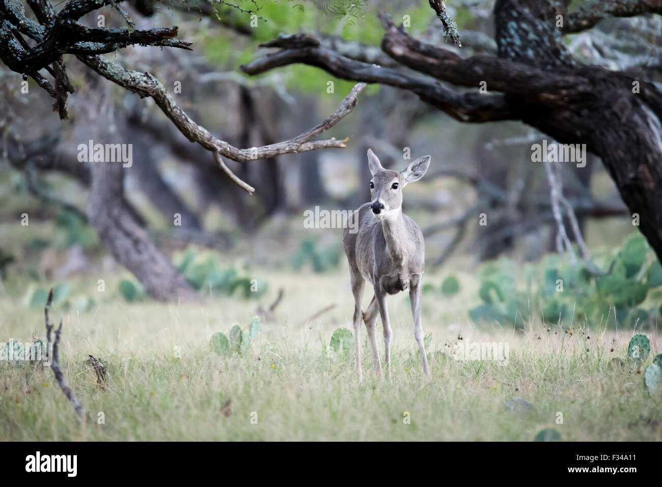 South Texas culbianco doe nel bosco in un ranch Foto Stock