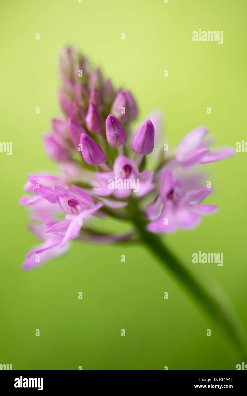 Un Anacamptis pyramidalis, L orchide, nei boschi a stoppino Milborne, Somerset, Inghilterra, Regno Unito Foto Stock