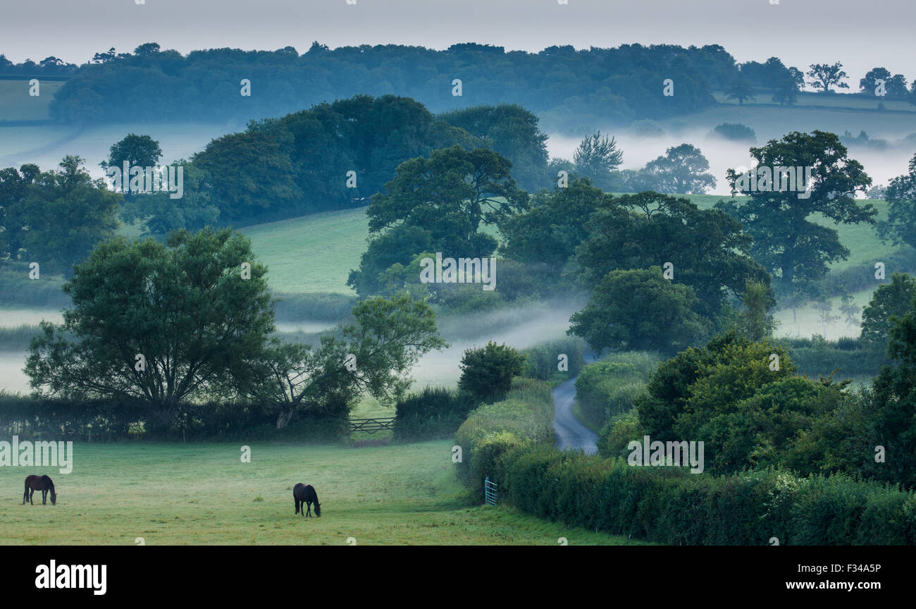 Una nebbiosa mattina vicino a Milborne stoppino, Somerset, Inghilterra, Regno Unito Foto Stock