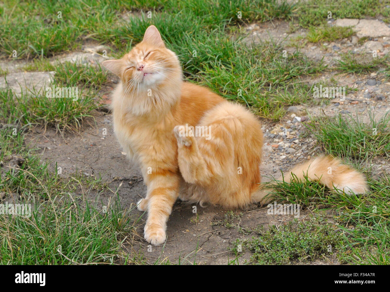 gatto che graffia Foto Stock