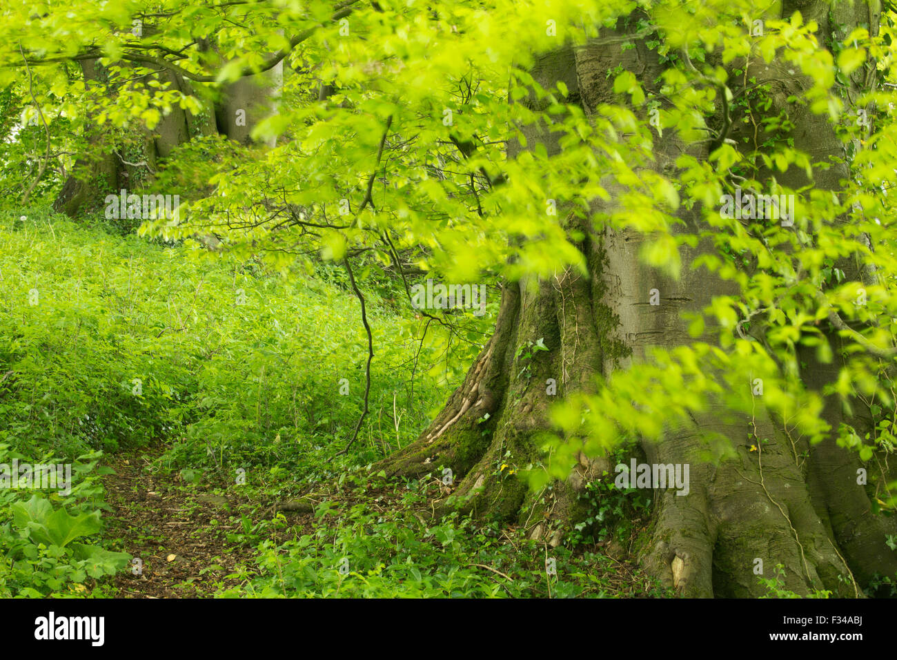 Faggio nei boschi in tarda primavera, Milborne stoppino, Somerset, Inghilterra, Regno Unito Foto Stock