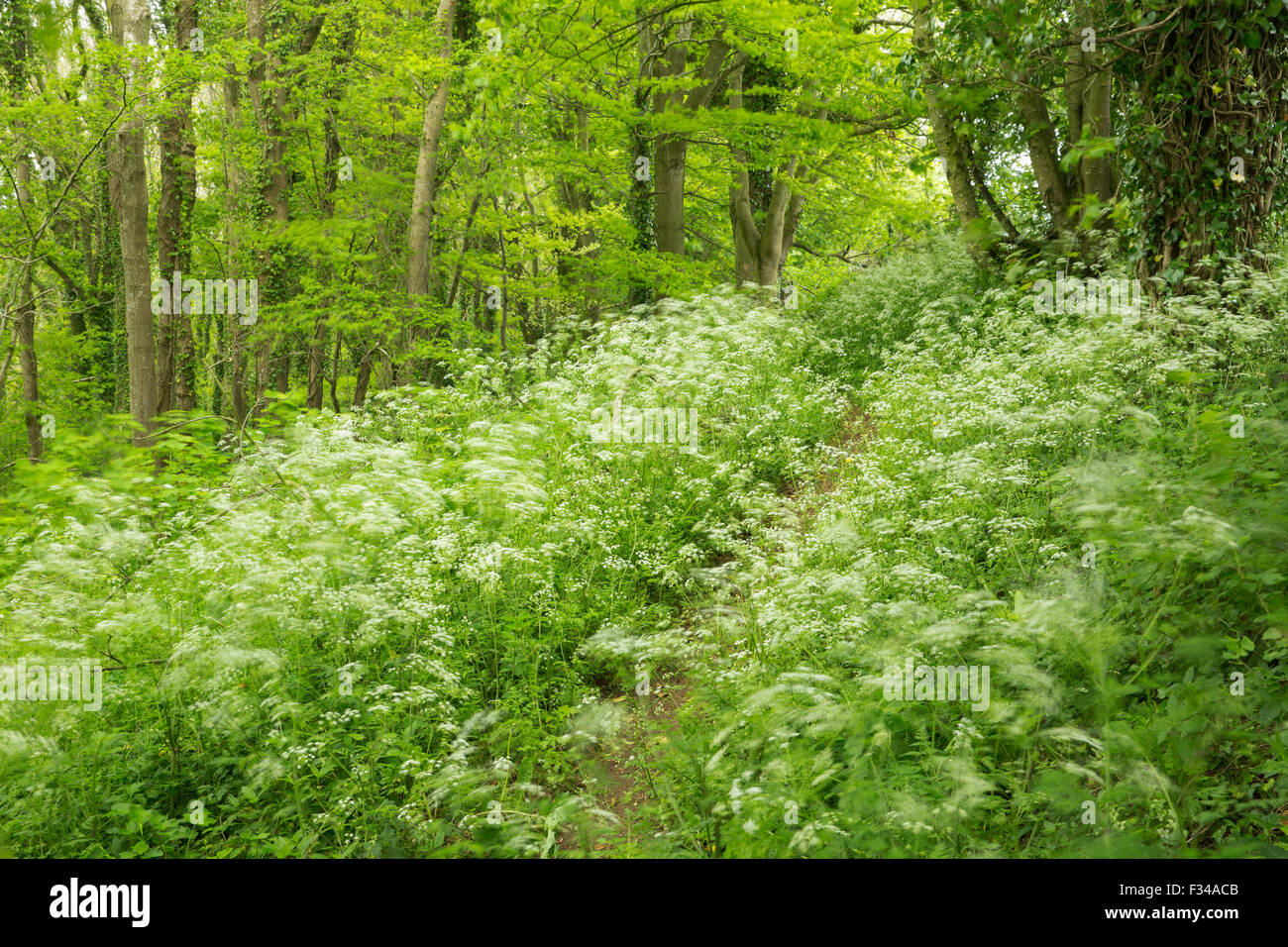 Prezzemolo vacca nei boschi in tarda primavera, Milborne stoppino, Somerset, Inghilterra, Regno Unito Foto Stock