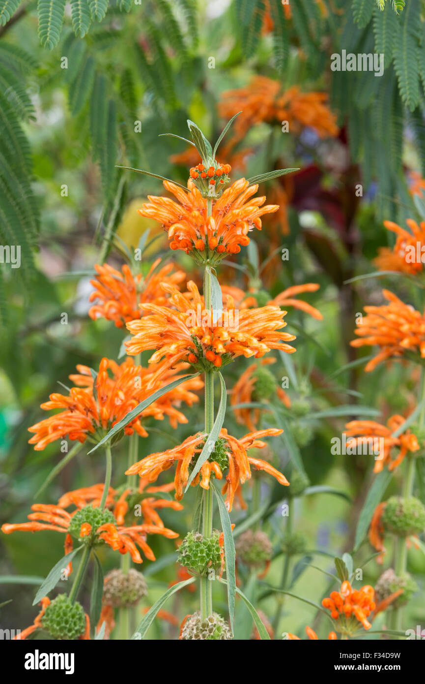 Leonotis leonurus. La scala pianta / orecchio Lions Foto Stock