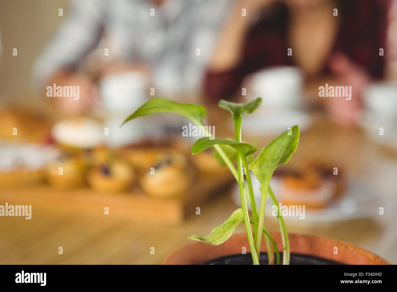 Pianta verde in primo piano Foto Stock