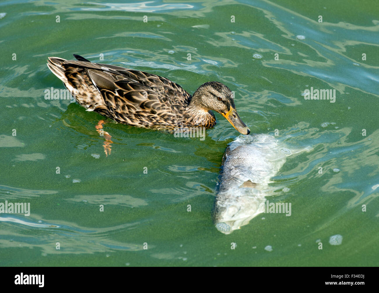 Femmina Mallard duck alimentarsi di una trota morta, Farmoor serbatoio, Oxfordshire, England, Regno Unito Foto Stock