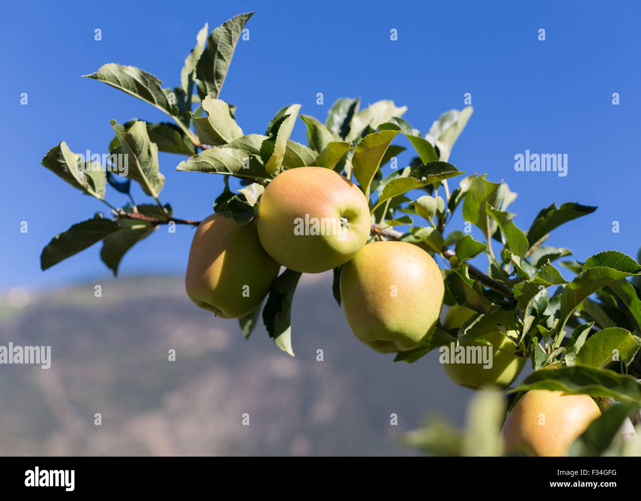 Mele Verdi (Golden Delicious) sul ramo con sky in background Foto Stock