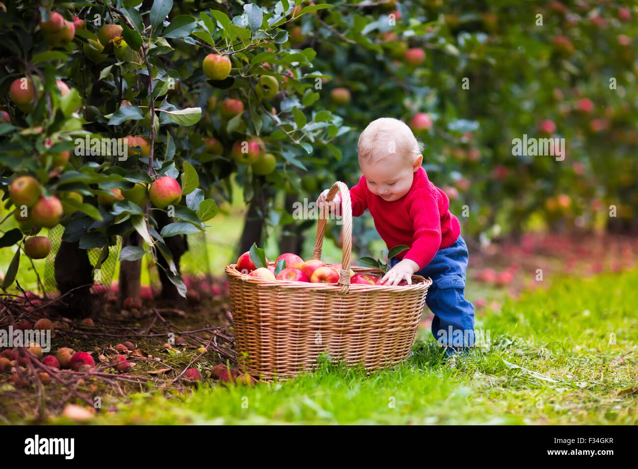 Adorable baby boy picking fresche mele mature nel frutteto. I bambini raccogliere la frutta da melo. Foto Stock