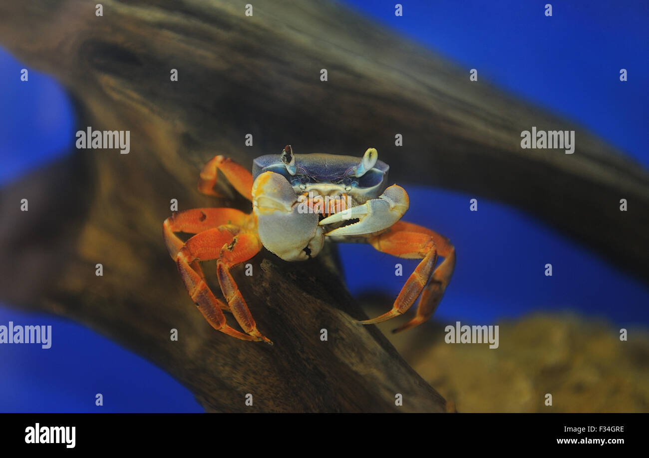 Acquario di acqua dolce crab .gli abitanti dell'acquario. Il mondo delle acque. Foto Stock