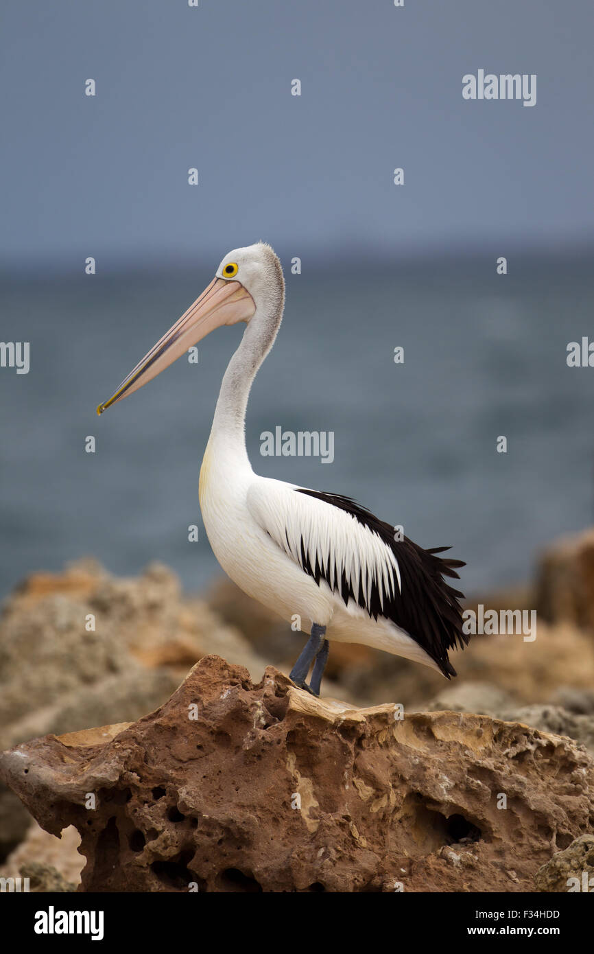 Pellicano australiano (Pelecanus conspicillatus) appollaiato sulla roccia, Woodman Point, Perth, Western Australia Foto Stock