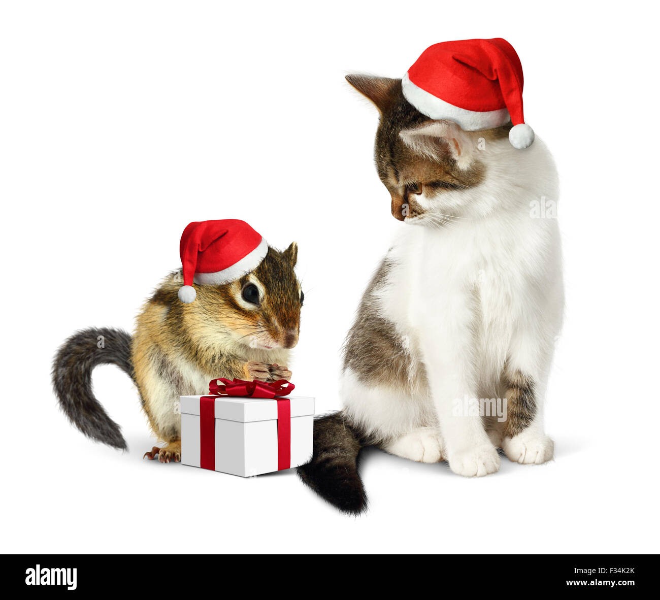 Natale divertente pet, funny scoiattolo e gatto con santa hat Foto Stock
