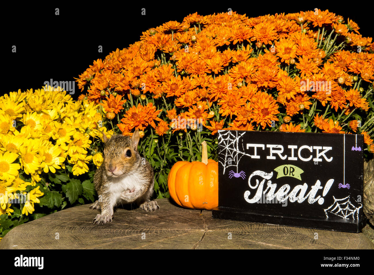 Scoiattolo Halloween Foto Stock