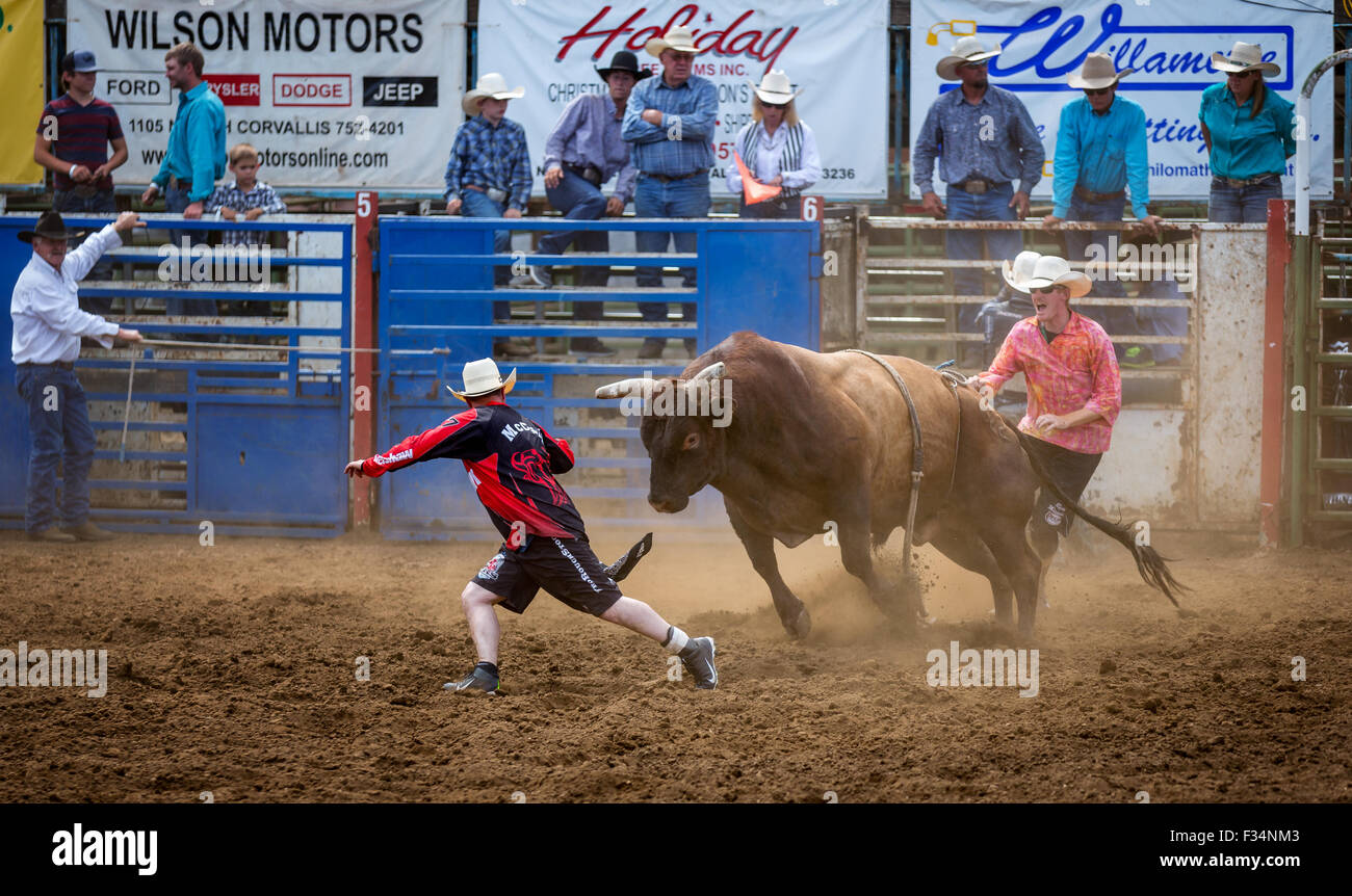 Bull concorso di equitazione, Philomath Frolic & Rodeo, Oregon, Stati Uniti d'America Foto Stock