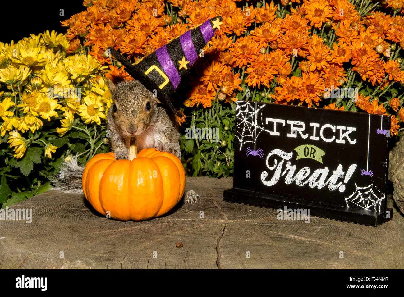 Scoiattolo Halloween Foto Stock