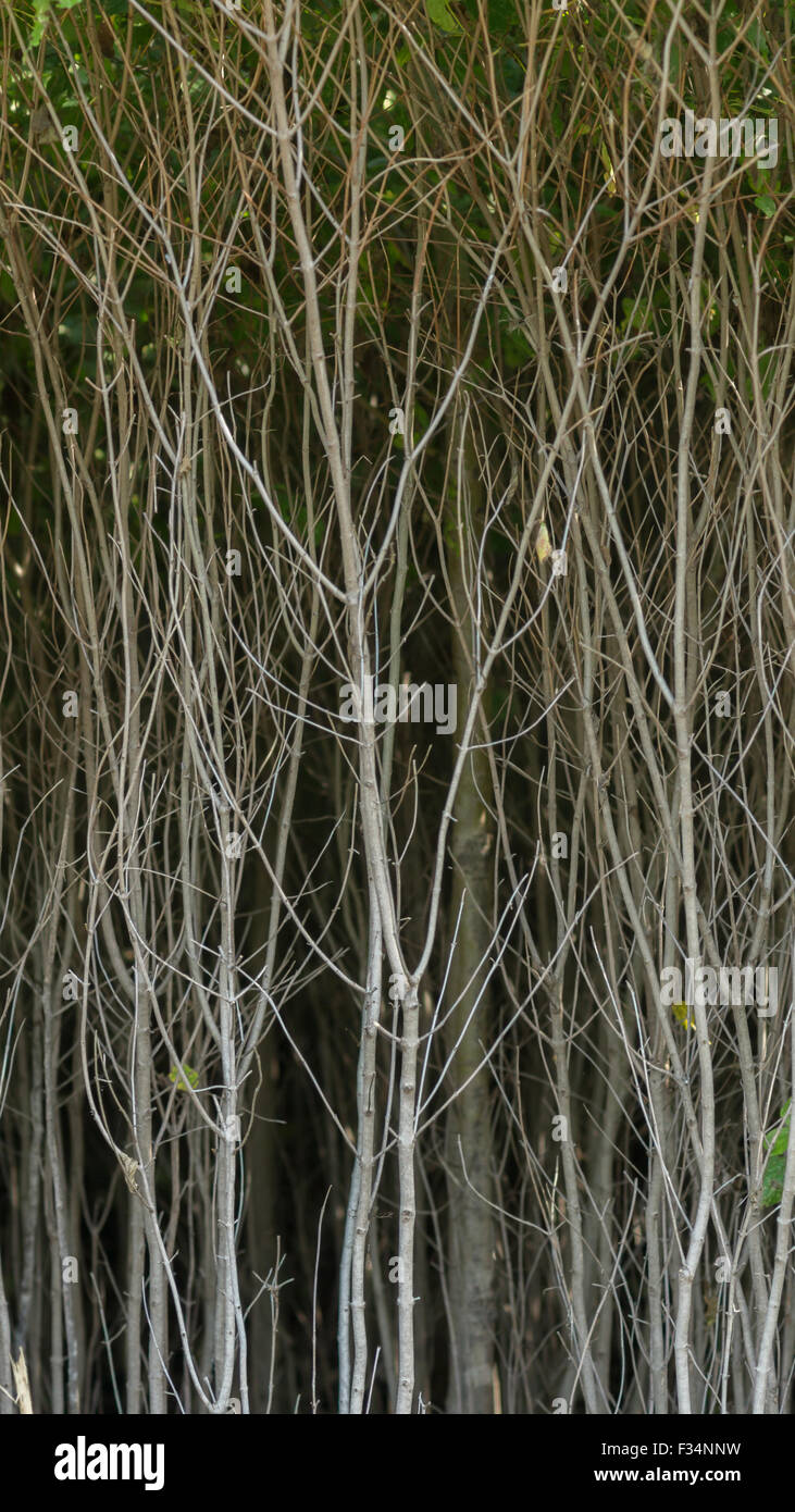 Gambi di un grigio Sanguinello (Cornus racemose) arbusto crescente sotto una tettoia di foglie. Foto Stock