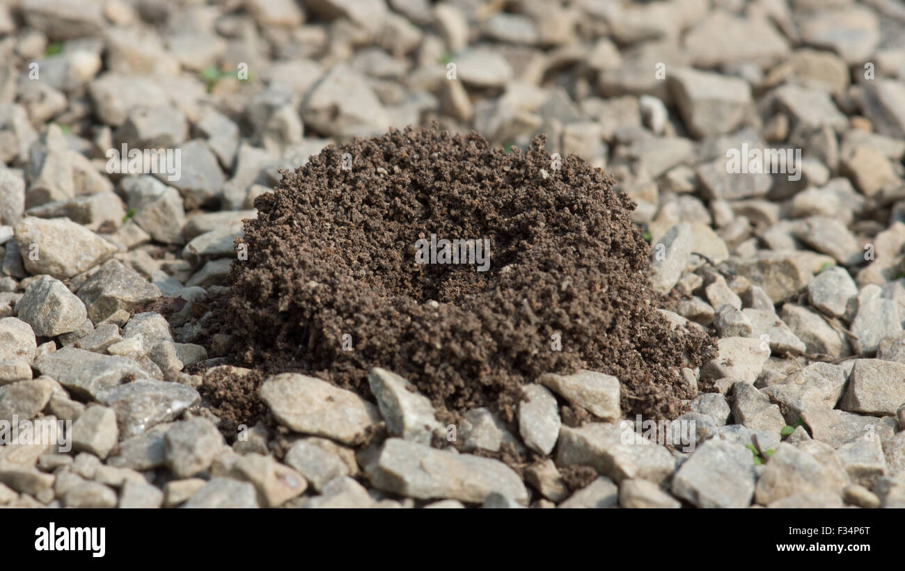 Marciapiede formiche hanno costruito un piccolo formicaio, su un marciapiede di ghiaia. Foto Stock